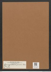 Campylodiscus polaris Ehr. (de-Toni-Nr.: Genus 57, Species 2534) Zeichnungen Sammlung Grunow Mappe 02681 (Herbarium_W_Grunow_drawings_Folder_02681)